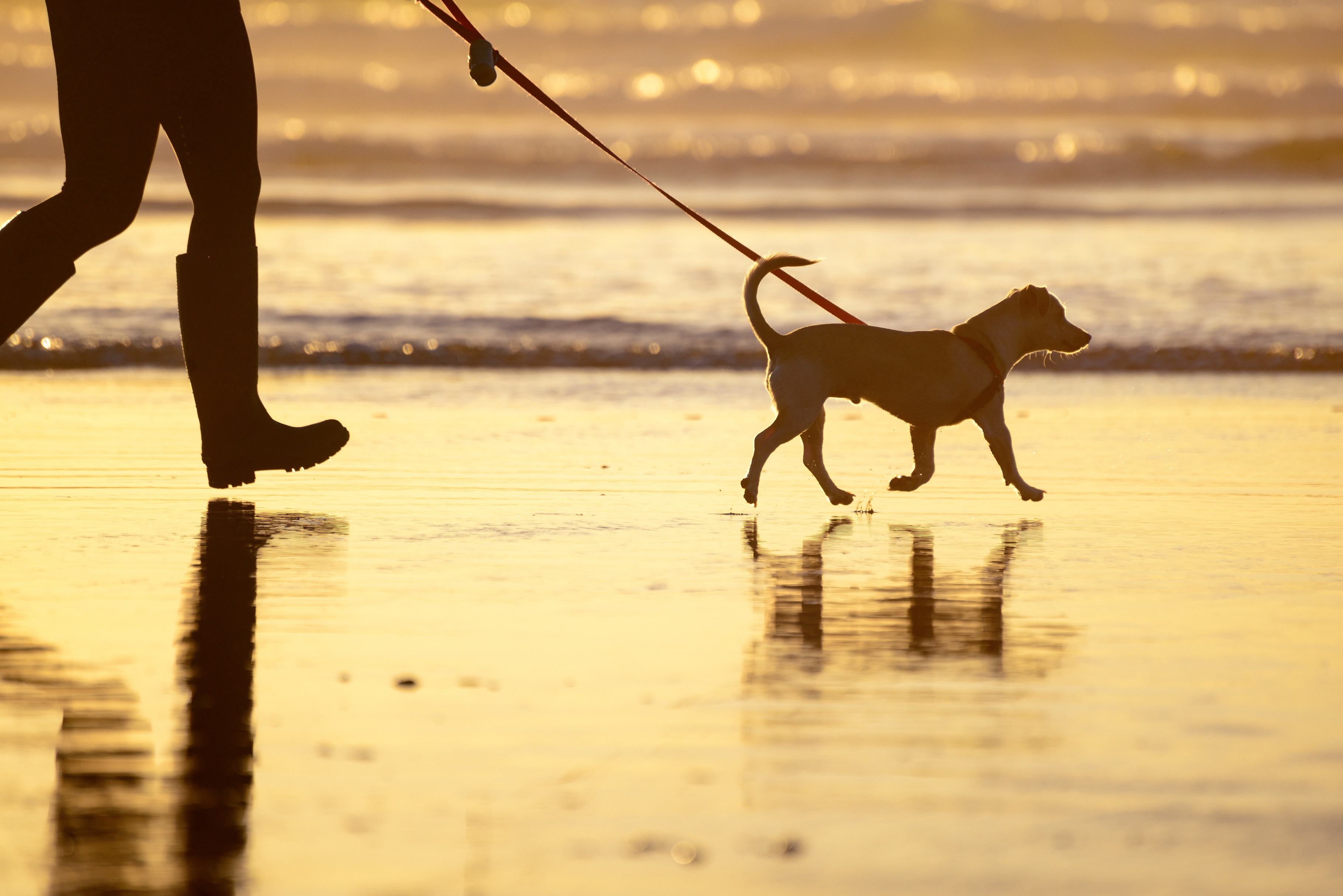 walking a dog on the beach